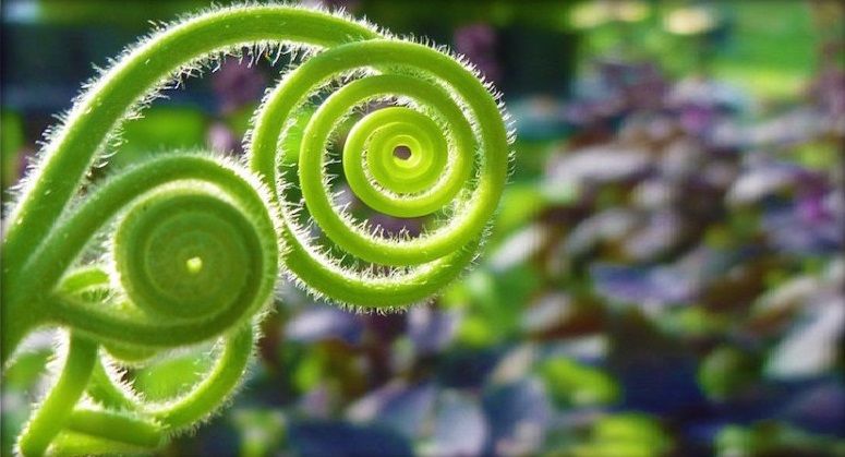 18 Pflanzen, die uns die heilige Geometrie auf höchstem Niveau lehren - ☼ ✿ ☺ Bewusst-Vegan-Froh ☺ ✿ ☼